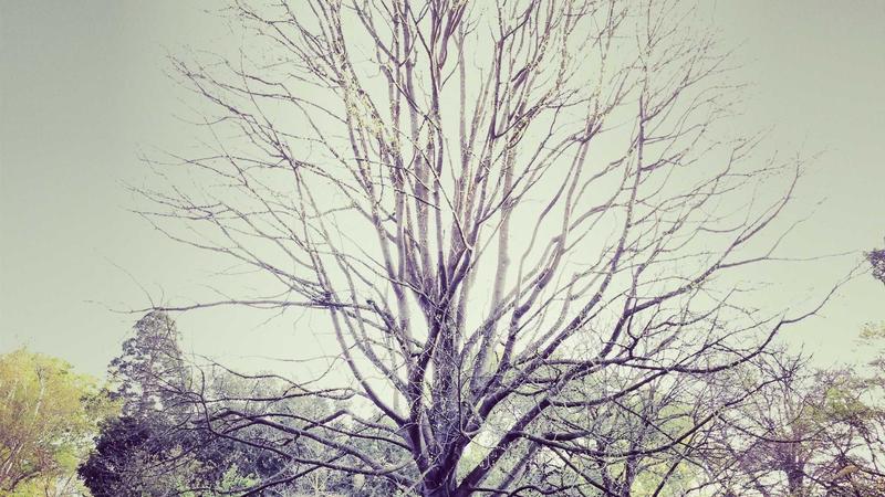 Başlık: "Sevgilim Neden Mesafeli Davranıyor? Anlayış ve Çözüm Yolları"